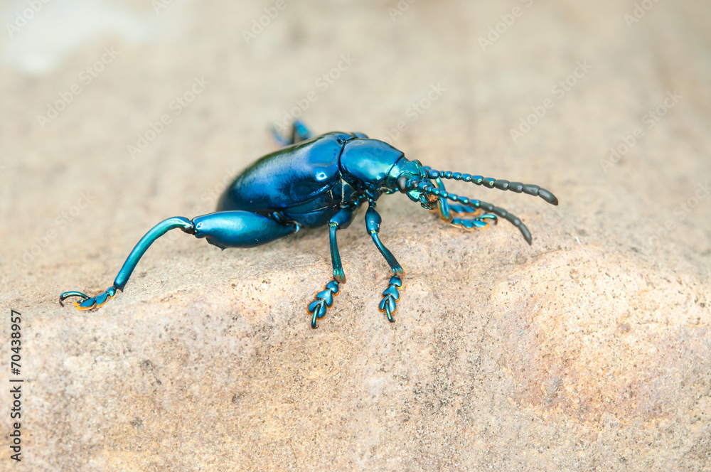 Tricolor Big-legged, Sagra  purpurea
