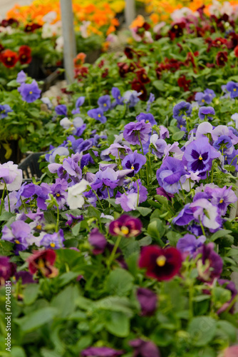 palettes of multi-colored pansies