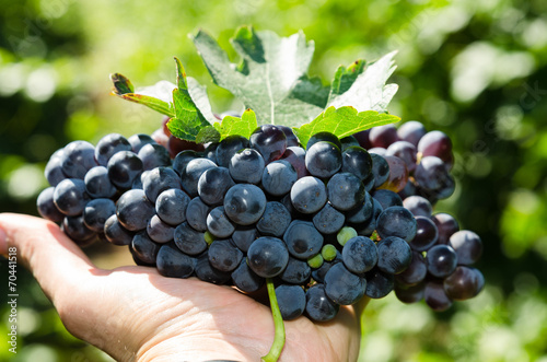Ripe grapes in people's hands