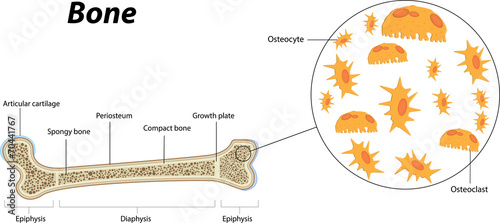 Bone Anatomy and Biology