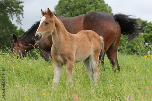 Welshpony, Fohlen