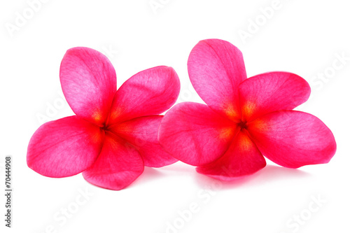 Red Frangipani