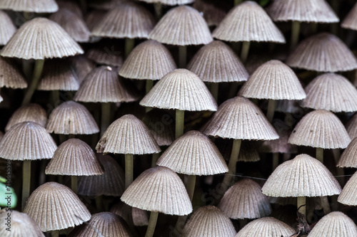wild forrest mushroom