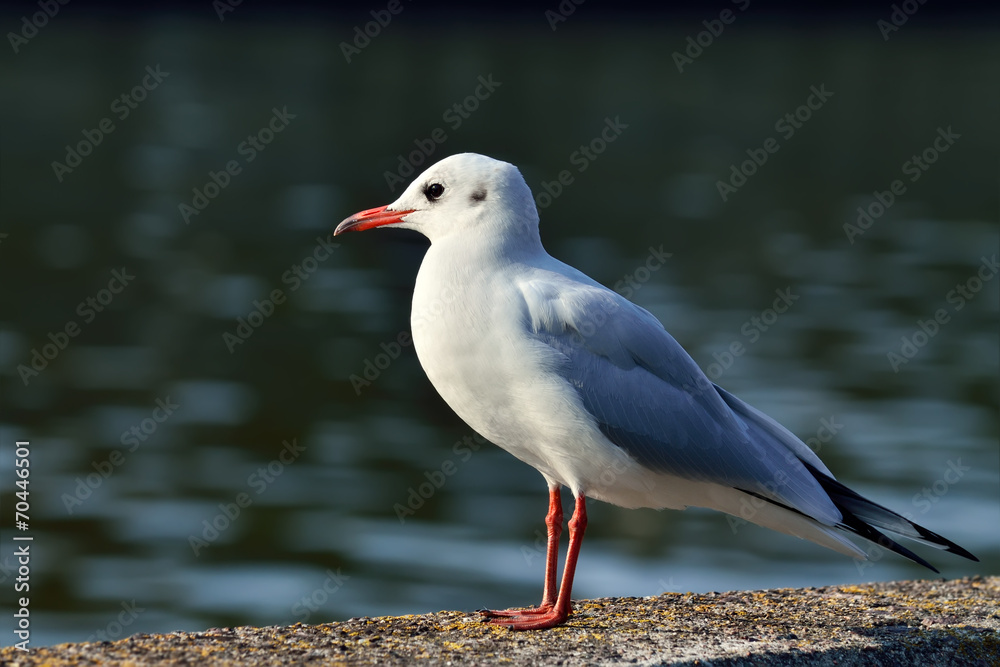 Fototapeta premium Seagull closeup