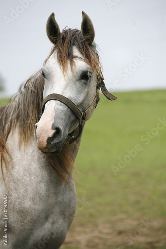Head of a beautiful arabian gray horse