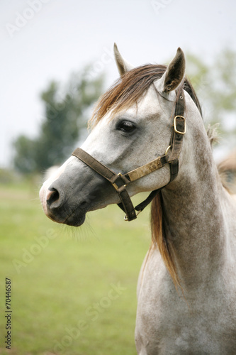 Head of shagya arabian horse in pasture