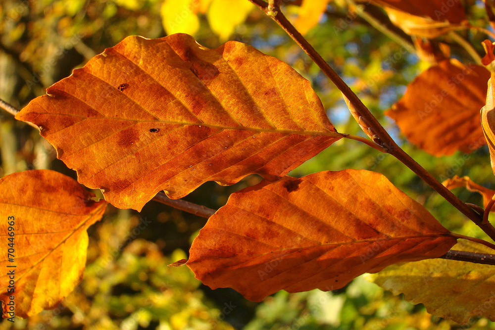 Hêtre (fagus sylvatica) en automne Hêtre (fagus sylvatica) en automne