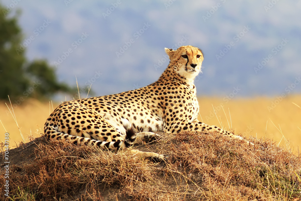 Cheetah on the Masai Mara in Africa