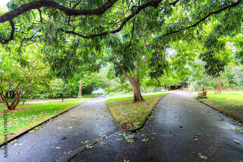 Fotografi Two diverging paths in a lush green park in Sydney