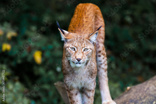 Luchs