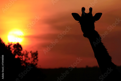 Giraffe Silhouette on the Masai Mara in Africa