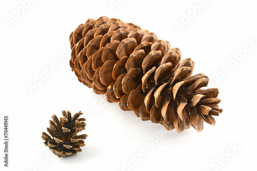 Sugar pine cone and lodgepole pine cone