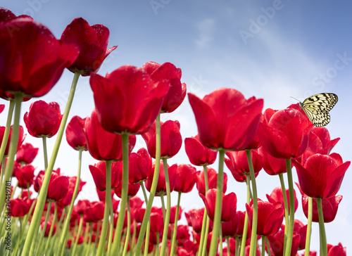 Tulpen_08112