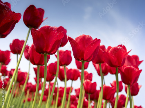 Tulpen_08113