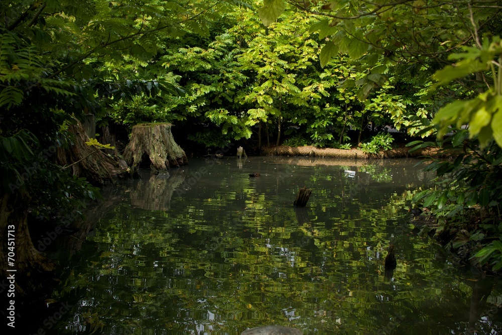Bird diving in pool reflecting green foliage Bird diving in pool reflecting green foliage