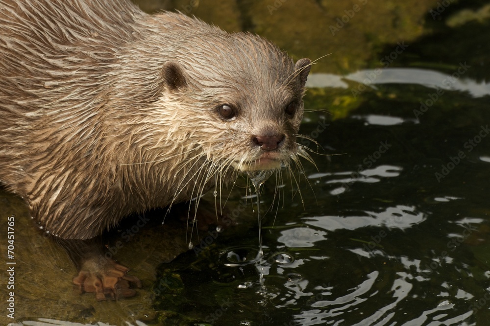 Close-up of dripping wet Asian short-clawed otter Close-up of dripping wet Asian short-clawed otter
