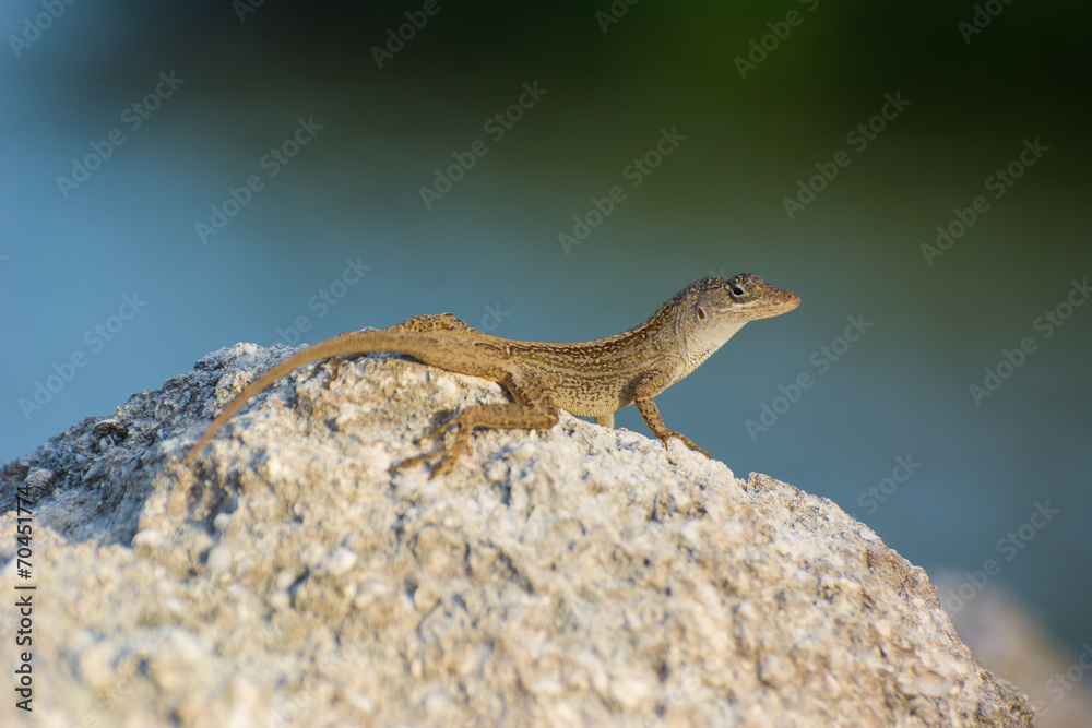 Lagartija Anolis Lagartija Anolis