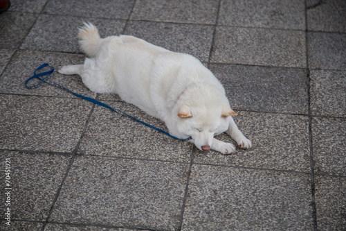 Akita Dog (Akita Inu, Japanese Akita) Puppy sleeping outdoor