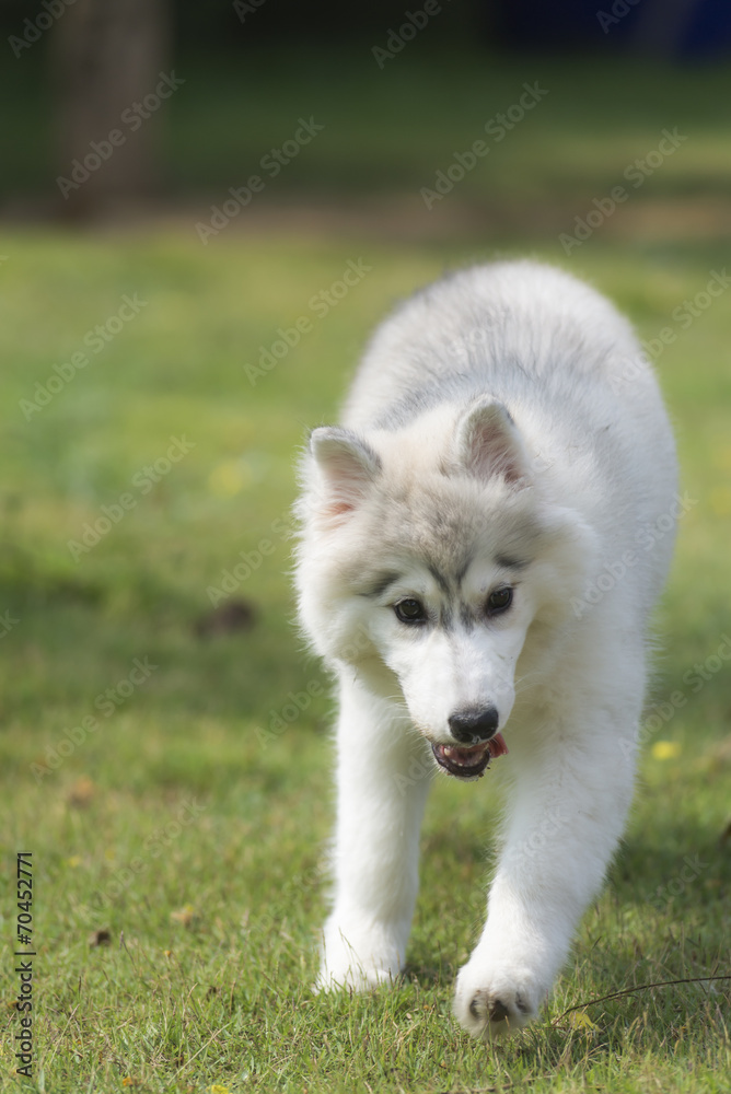 Naklejka premium Syberian husky