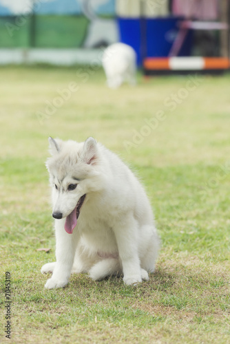 Syberian husky sitting in the summer park