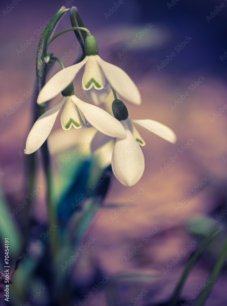 Snowdrop flowers (Galanthus nivalis) in the spring forest. Snowdrop flowers (Galanthus nivalis) in the spring forest.