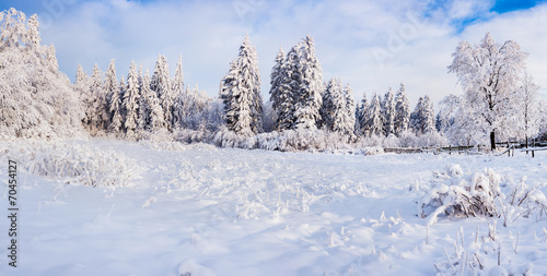 Winter landscape with fir-trees and fresh snow. Ukraine, Carpath