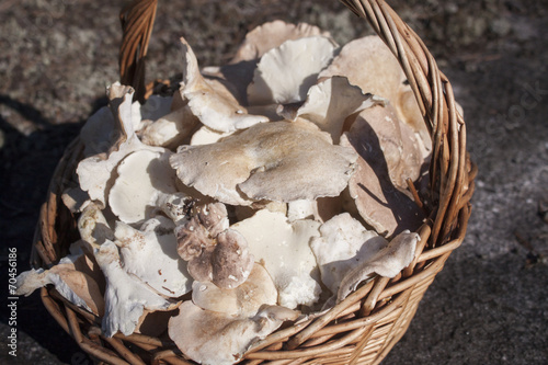 Sheep polypore in a basket