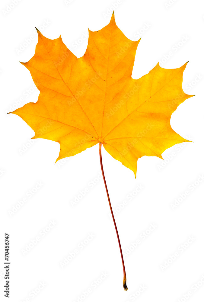 Fototapeta premium yellow leaf