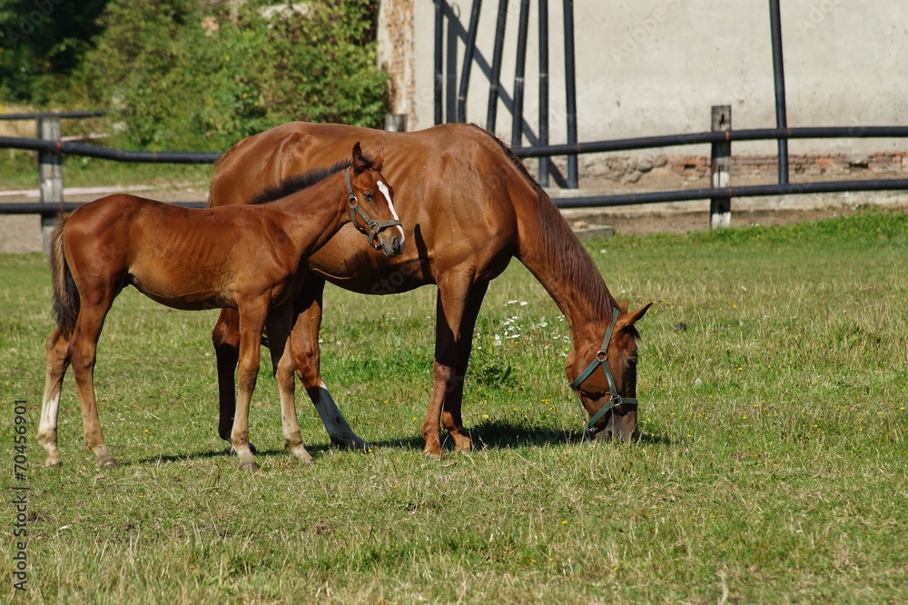 Fototapeta premium Horses on a farm in a summer meadow