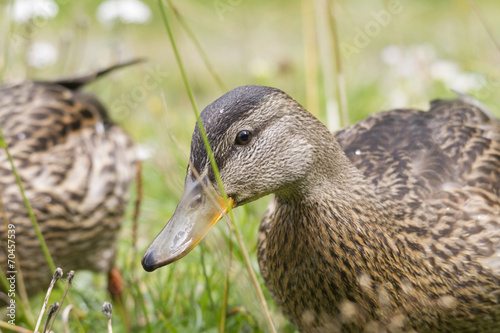 Canard col vert femelle