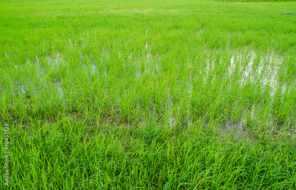 Fototapeta premium Green field in small farm