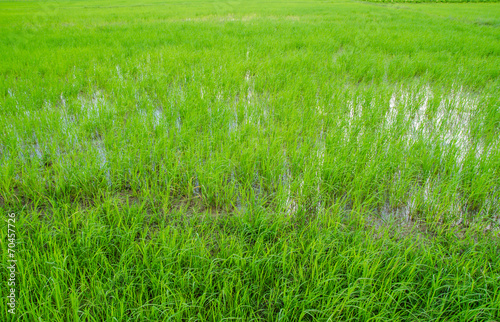 Green field in small farm