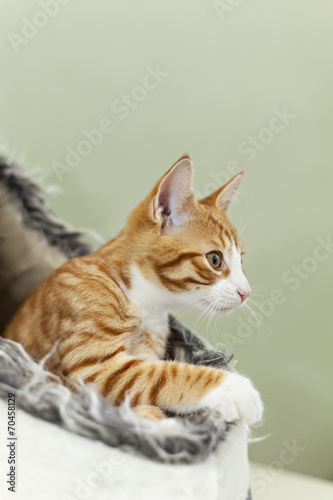 Fototapeta Naklejka Na Ścianę i Meble -  Cute ginger kitten on the loookout