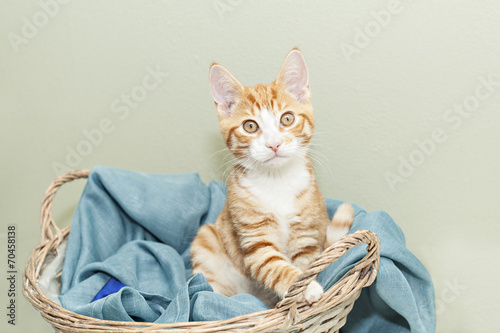 Ginger kitten standing in a basket