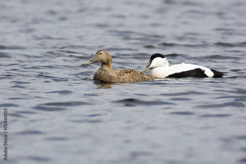 Somateria molissima, Common Eider. Somateria molissima, Common Eider.