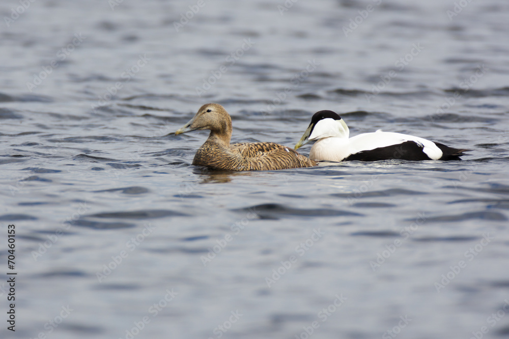 Somateria molissima, Common Eider.