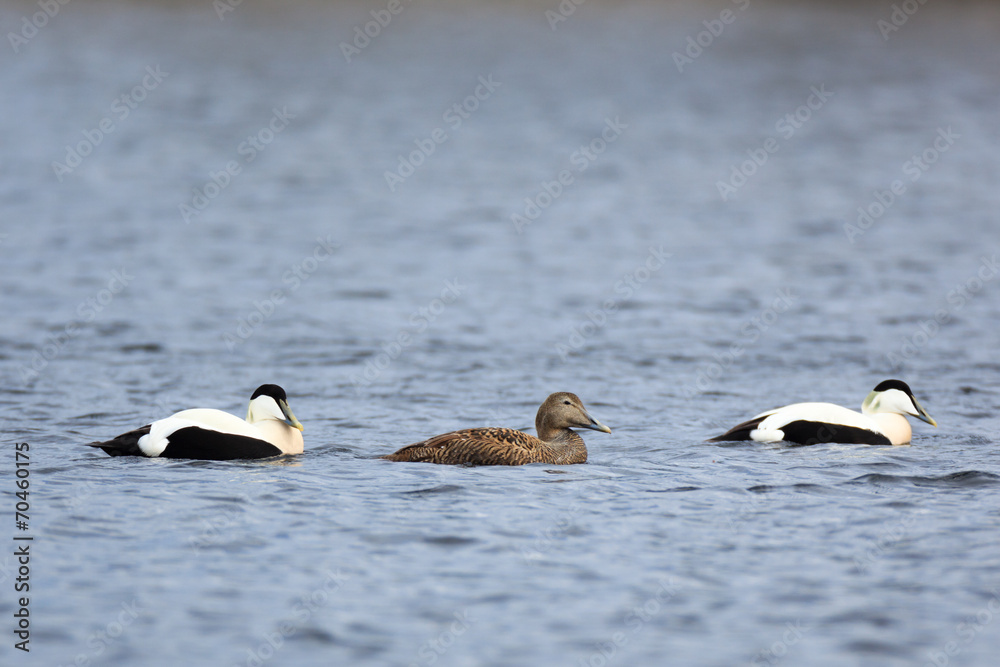 Fototapeta premium Somateria molissima, Common Eider.