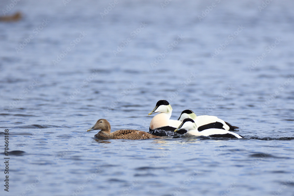 Fototapeta premium Somateria molissima, Common Eider.