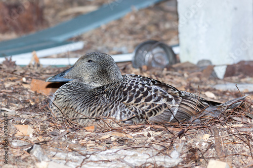 Somateria molissima, Common Eider. photo