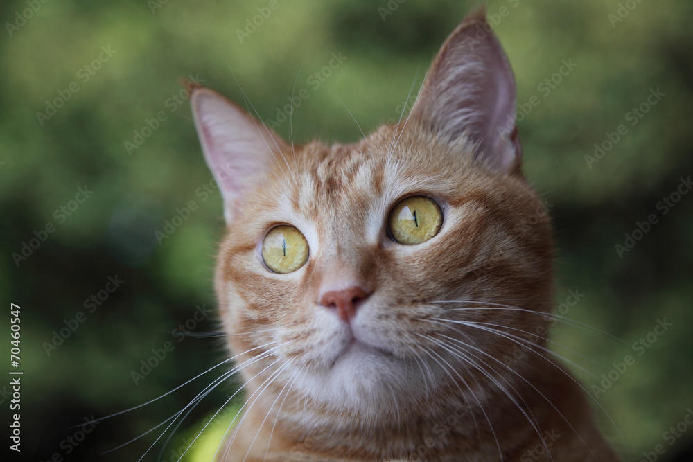 Ginger cat on green background