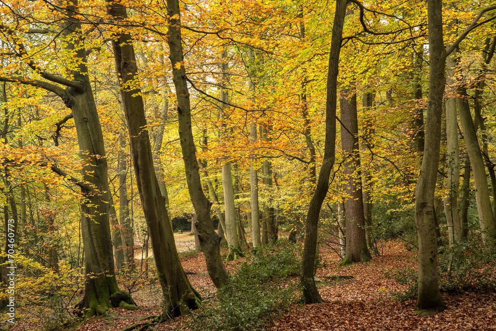 Obraz premium Beautiful vibrant Autumn Fall colors in forest landscape