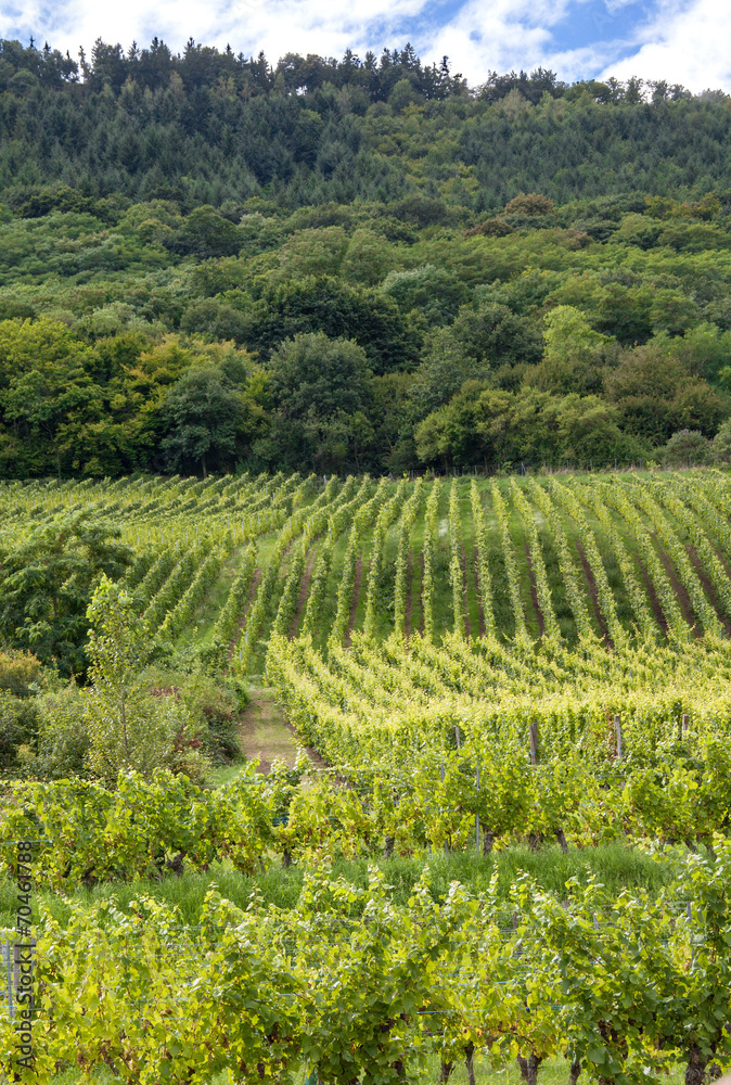 Naklejka premium Vignobles de Chatenois, Alsace, Bas Rhin