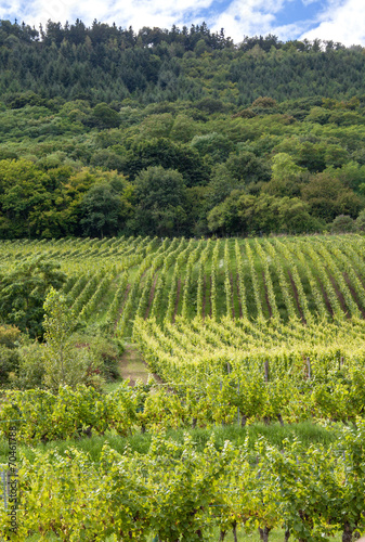 Vignobles de Chatenoix, Alsace, Bas Rhin