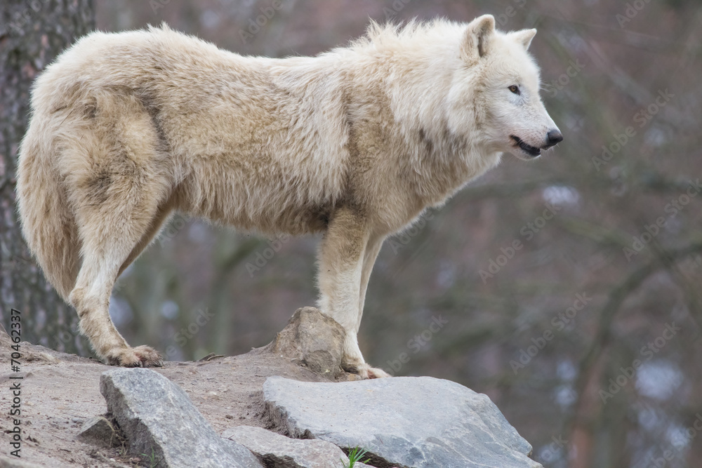 Naklejka premium wolf on the rock