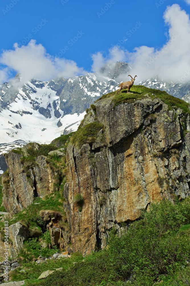 Fototapeta premium Steinbock in den Alpen auf einem Felsen