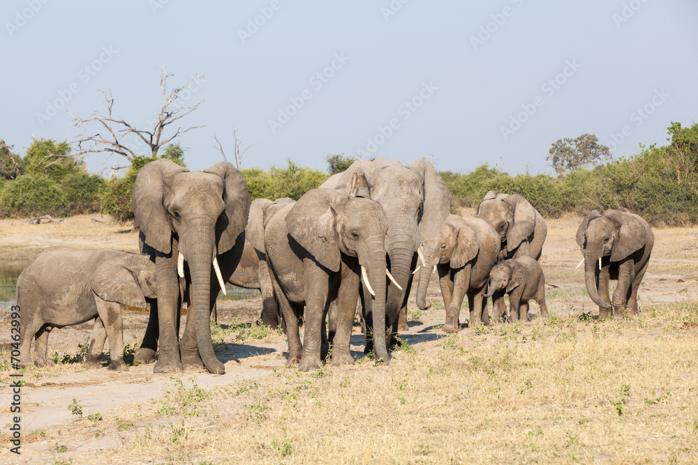 elephant herd