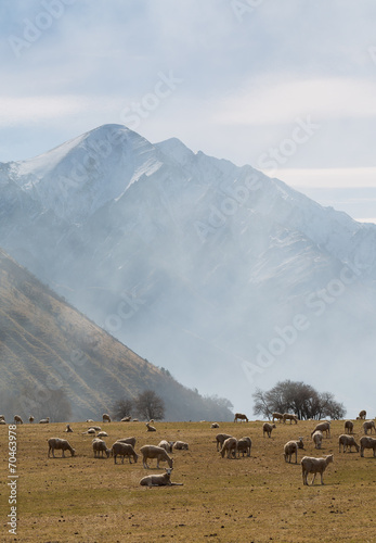 Sheepfarm and Mountains in the morning