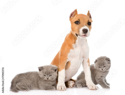 stafford puppy with kittens. isolated on white background
