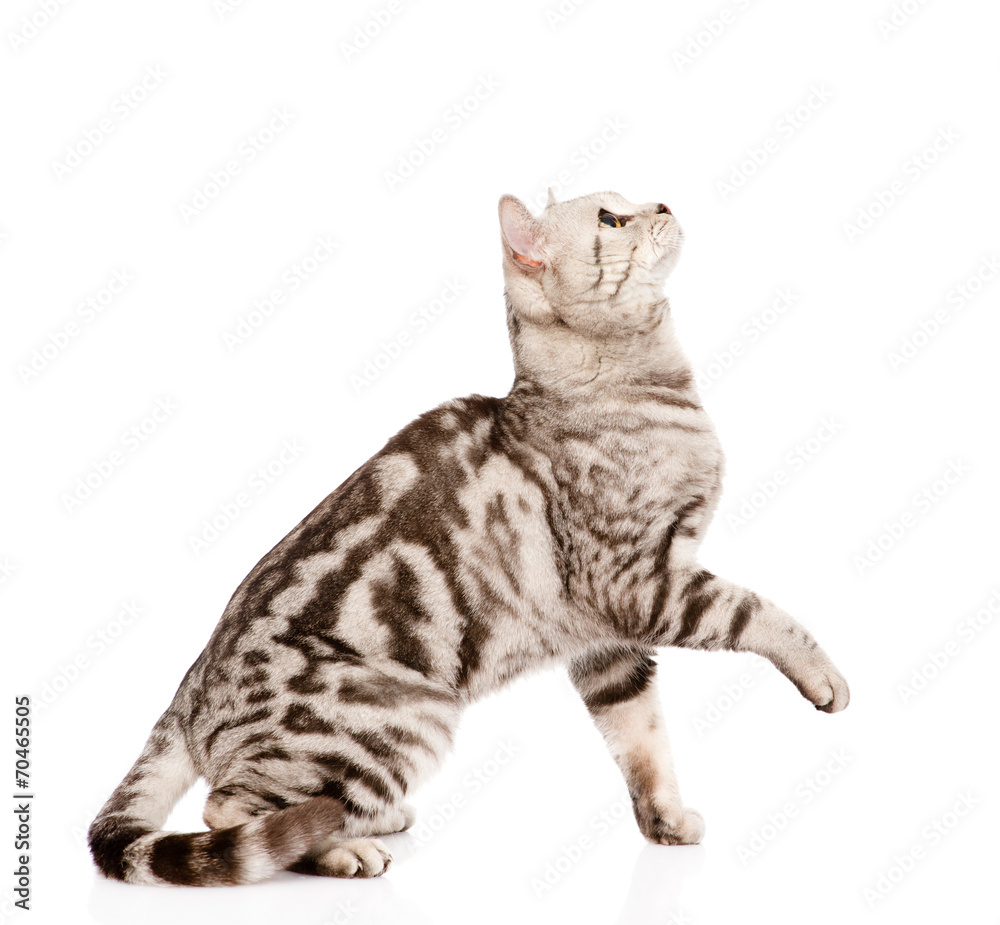 Fototapeta premium playful tabby grown cat in profile. isolated on white background
