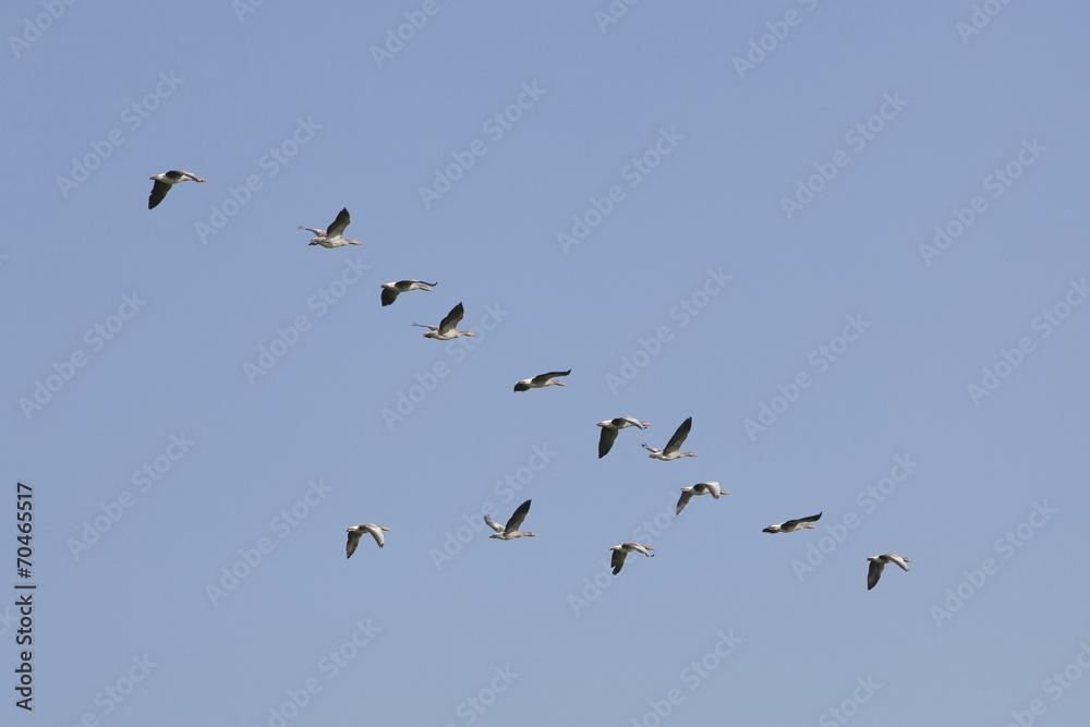geese flying in blue sky